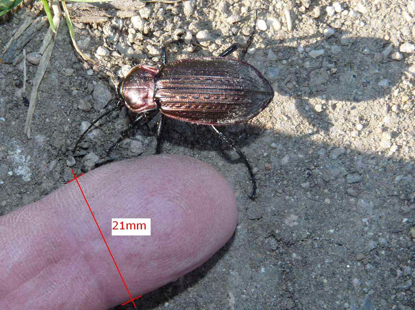 Carabus morbillosus constantinus